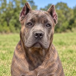 Dark Pink Collar - AKC and ICCF - Brea x Chief 2026 A Litter - Gray brindle female Cane Corso puppy in Gorman, Texas from McOmber Country Kennels