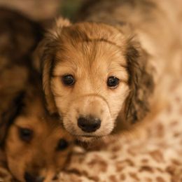 Dachshund Puppies from Ashley Kate’s Doxies