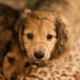 Dachshund Puppies from Ashley Kate’s Doxies