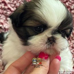 Skip - Tricolor male Shih Tzu puppy in Walkertown, North Carolina from Lil’ Bit’s Shih Tzu