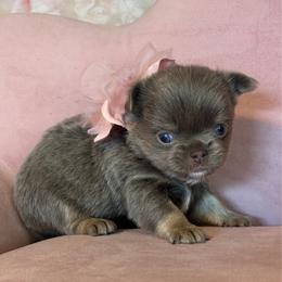 Goblin - Blue female Chihuahua puppy in Gloucester, Virginia from Charlotte's Web of Chihuahuas