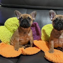 French Bulldog Puppies from GavFam Frenchies