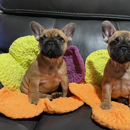 French Bulldog Puppies from GavFam Frenchies