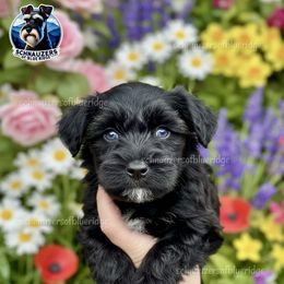 Boosie - Miniature Schnauzer