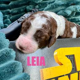 Princess Leia Organa - Parti female Poodle puppy in San Antonio, Texas from Chocolate Pet Connection
