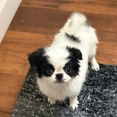 Girl 3 - Black and white female Japanese Chin puppy in San Diego, California from Itty Bittys