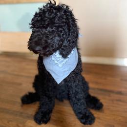 Clark - Black male Double Doodle puppy in Mineola, Texas from ETX Dandy Doodle