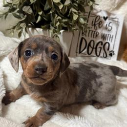 Hannie - Dapple female Dachshund puppy in Gerber, California from Red Dirt Doxies