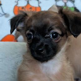 Chico - Fawn male Chihuahua puppy in Indianapolis, Indiana from London Rouge Chihuahuas