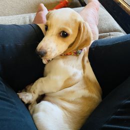 Dachshund Puppies from HP Dachs