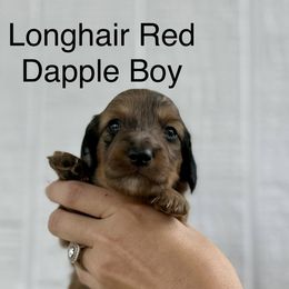 Red dapple boy - Dapple male Dachshund puppy in Rockton, Illinois from K&M Dachshunds