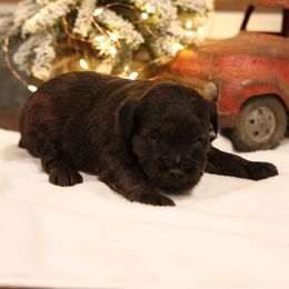 Justice - Red female Whoodle puppy in West Bend, Iowa from Blue Skies Terriers
