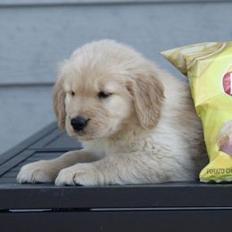Australian Shepherd and Golden Retriever Puppies from Sterling Valleys Goldens and Aussies