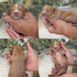 Moonshine - Red female Cavapoo puppy in Yuciapa, California from AlltheDoodlez_