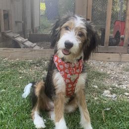 Darcy - Bernedoodle