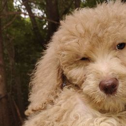 Poodles from Proctor's Parti Poodles & Doodles
