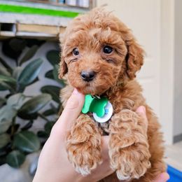 Venus - Red  female Goldendoodle puppy in Pittsburg, Texas from Grace Springs Goldendoodles