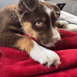 Australian Shepherd Puppies from Van Huitt Australian Shepherds