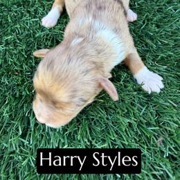 Harry Styles - Brown merle male Aussiedoodle puppy in Bakersfield, California from Annie's Aussies