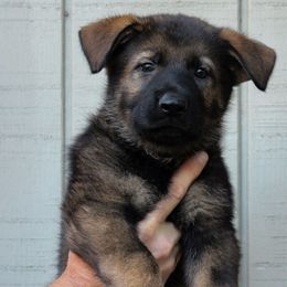 Bossier - Sable German Shepherd puppy in Ore City, Texas from Feldwächter German Shepherds