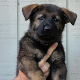 Bossier - Sable German Shepherd puppy in Ore City, Texas from Feldwächter German Shepherds
