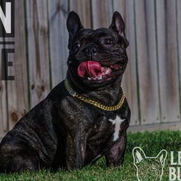 Pepe - French Bulldog