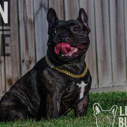Pepe - French Bulldog