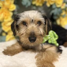 James - Blue and gold male Yorkshire Terrier puppy in Atlanta, Georgia from Yuppie Yorkies