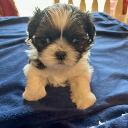 Shih Tzu Puppies from Judy's Shih Tzus