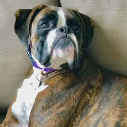 Boxers from Cajun Dream Boxers