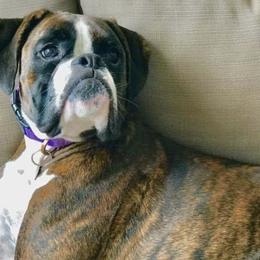 Boxers from Cajun Dream Boxers