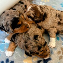 Aussiedoodle puppies from Arena Valley Acres