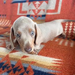 Otis - Fawn (isabella) and tan male Dachshund puppy in Okeechobee, Florida from HotShot Kennels