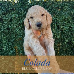Colada - Apricot male Goldendoodle puppy in Miami, Florida from Kalidoodlee