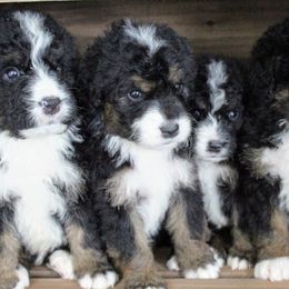 Bernedoodles from Bernedoodles of Kansas
