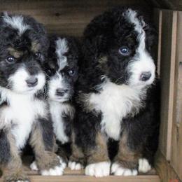Bernedoodles from Bernedoodles of Kansas