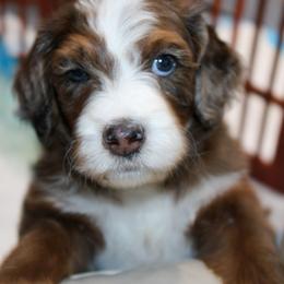Australian Mountain Doodle, Australian Shepherd, Bernedoodle, Labradoodle, and Poodle Puppies from Island View Poodles & Doodles