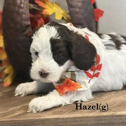 Hazel - Cream female Australian Labradoodle puppy in Citrus Heights, California from Elite Blend Labradoodles