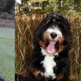 Bernedoodles from Salt-Life Doodles