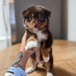 Timber AKC - Red tri-color male Australian Shepherd puppy in Polk City, Florida from Skaky Shepherds