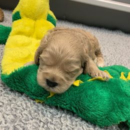 Australian Labradoodle Puppies from Green Mountain Australian Labradoodles