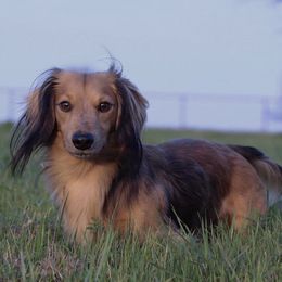 Dachshunds from LF & Co Dachshunds