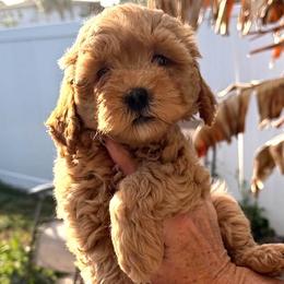 Meet Annie from our Annie Litter. She is the sweetest baby who loves to cuddle. - Red female Bernedoodle puppy in Daytona Beach, Florida from Lindy’s Doodles