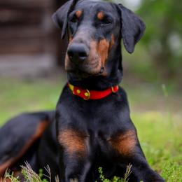 Vi - Doberman Pinscher