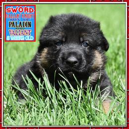 Sword a Gallant Knight - Black and red male German Shepherd puppy in Murrieta, California from Diamond Oaks German Shepherds