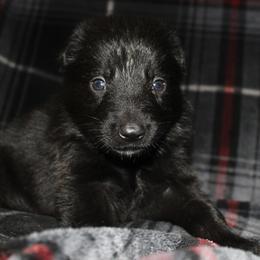 German Shepherd Puppies from Rain's Legacy German Shepherds