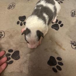 Boy2 - White and blue male Border Collie puppy in Defuniak Springs, Florida from Blue Cypress Stock dogs