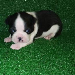 Grey Ribbon Male - Black and white male Boston Terrier puppy in Cedar Hill, Texas from Baldwins Boston Terriers