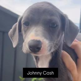 Boy 1 - Blue male Italian Greyhound puppy in Southwest Florida, Florida from Woofford Italian Greyhounds