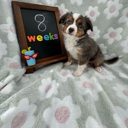 Tang - Blue merle Toy Australian Shepherd puppy in San Tan Valley, Arizona from Arcola Ranch Toy Aussies